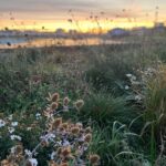 Navigating the Hove Housing Market Tips for Buyers and Sellers